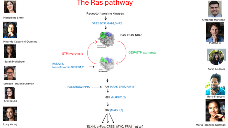 RAS MAPK PI3K signaling pathway schematic